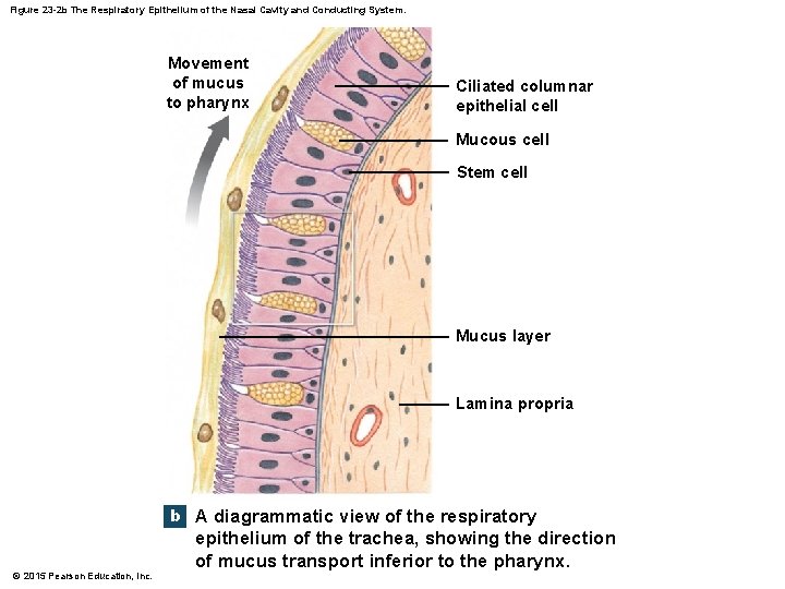 Figure 23 -2 b The Respiratory Epithelium of the Nasal Cavity and Conducting System.