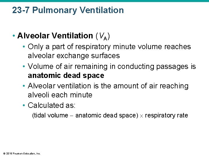 23 -7 Pulmonary Ventilation • Alveolar Ventilation (VA) • Only a part of respiratory