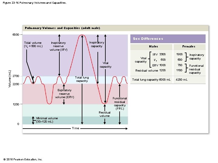Figure 23 -16 Pulmonary Volumes and Capacities (adult male) 6000 Sex Differences Tidal volume