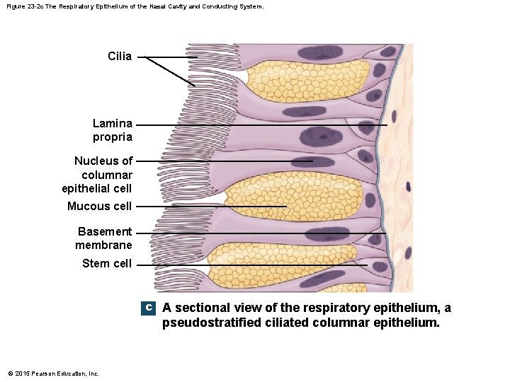 Figure 23 -2 c The Respiratory Epithelium of the Nasal Cavity and Conducting System.