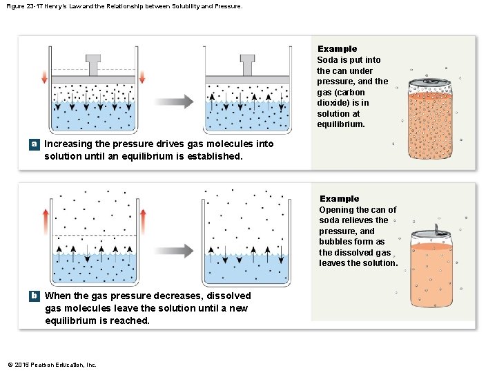 Figure 23 -17 Henry’s Law and the Relationship between Solubility and Pressure. Example Soda