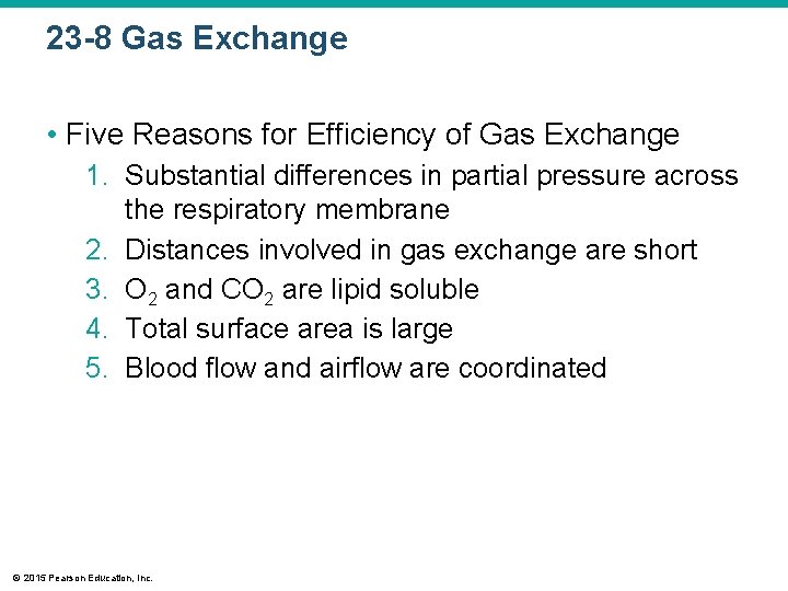 23 -8 Gas Exchange • Five Reasons for Efficiency of Gas Exchange 1. Substantial
