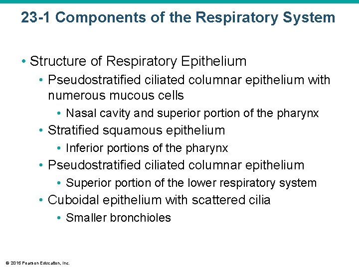 23 -1 Components of the Respiratory System • Structure of Respiratory Epithelium • Pseudostratified
