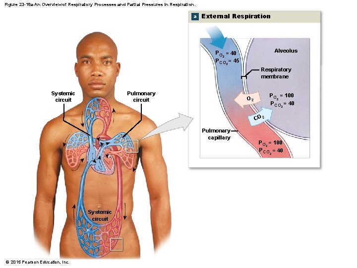 Figure 23 -18 a An Overview of Respiratory Processes and Partial Pressures in Respiration.