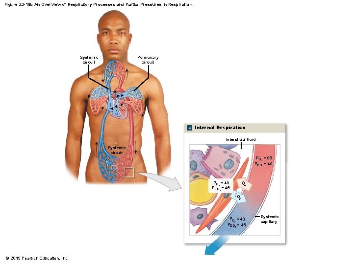 Figure 23 -18 b An Overview of Respiratory Processes and Partial Pressures in Respiration.