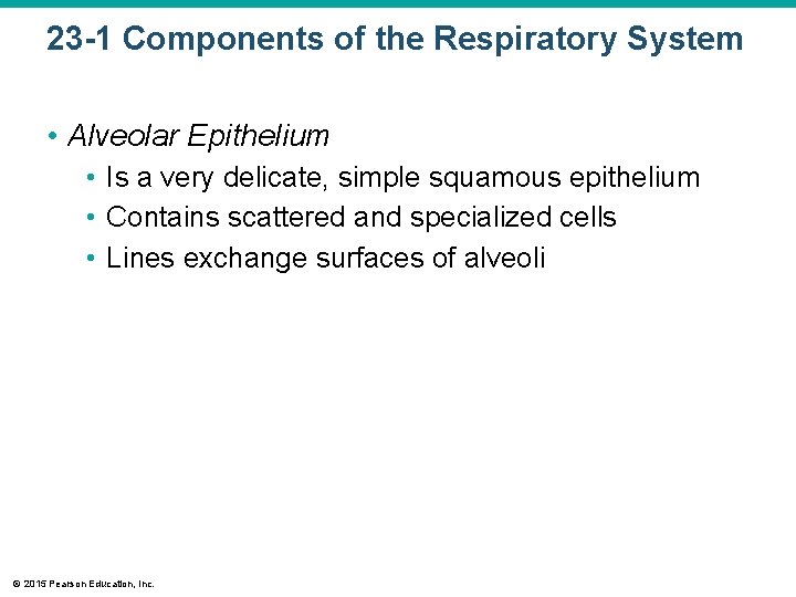 23 -1 Components of the Respiratory System • Alveolar Epithelium • Is a very