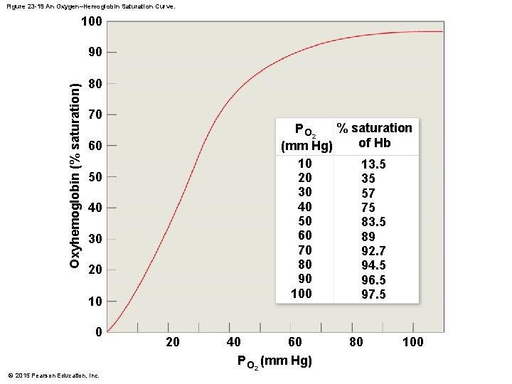 Figure 23 -19 An Oxygen–Hemoglobin Saturation Curve. 100 Oxyhemoglobin (% saturation) 90 80 70