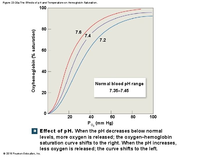 Figure 23 -20 a The Effects of p. H and Temperature on Hemoglobin Saturation.