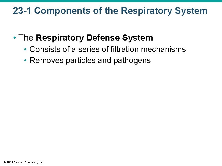 23 -1 Components of the Respiratory System • The Respiratory Defense System • Consists