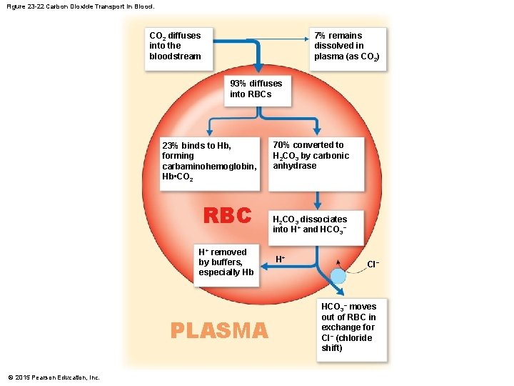 Figure 23 -22 Carbon Dioxide Transport in Blood. CO 2 diffuses into the bloodstream