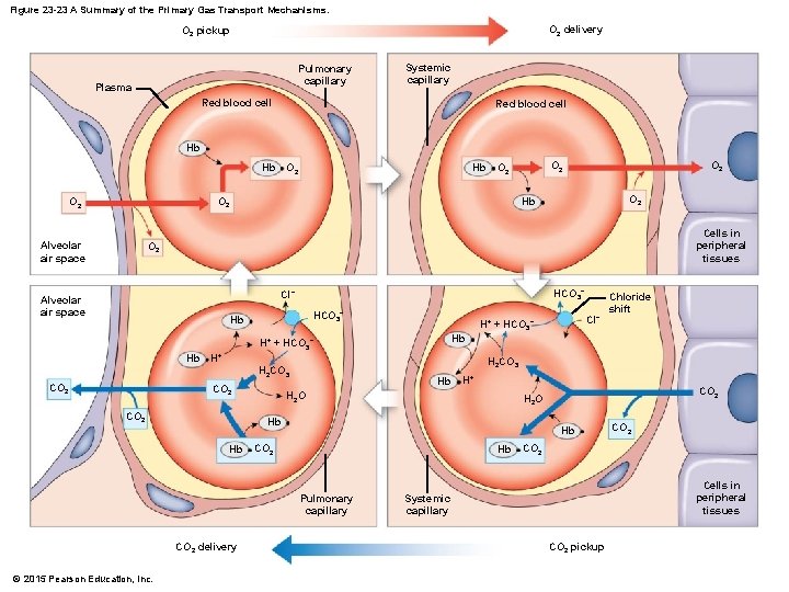 Figure 23 -23 A Summary of the Primary Gas Transport Mechanisms. O 2 delivery