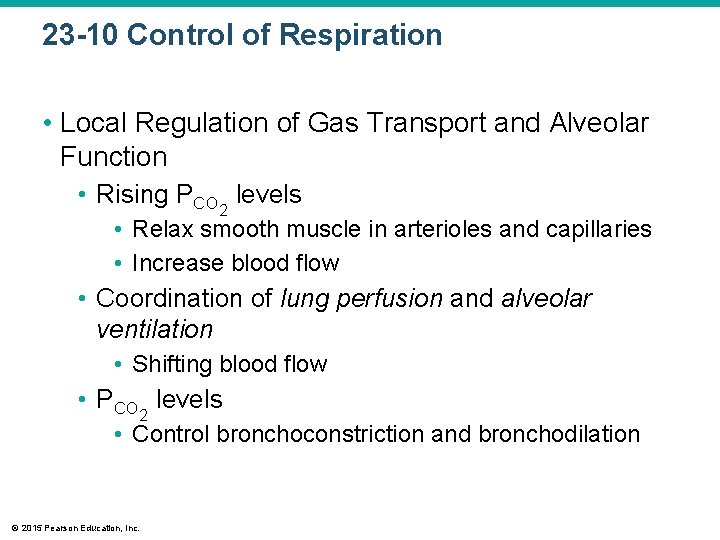 23 -10 Control of Respiration • Local Regulation of Gas Transport and Alveolar Function