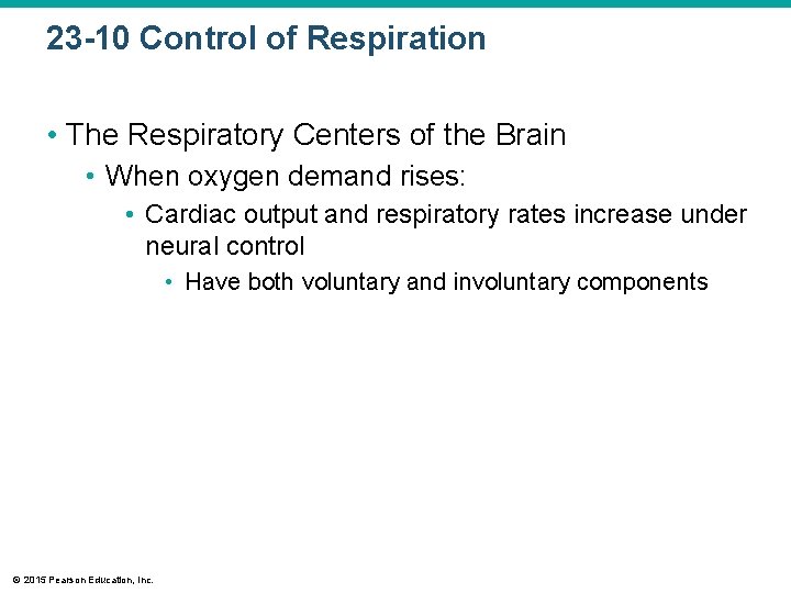 23 -10 Control of Respiration • The Respiratory Centers of the Brain • When
