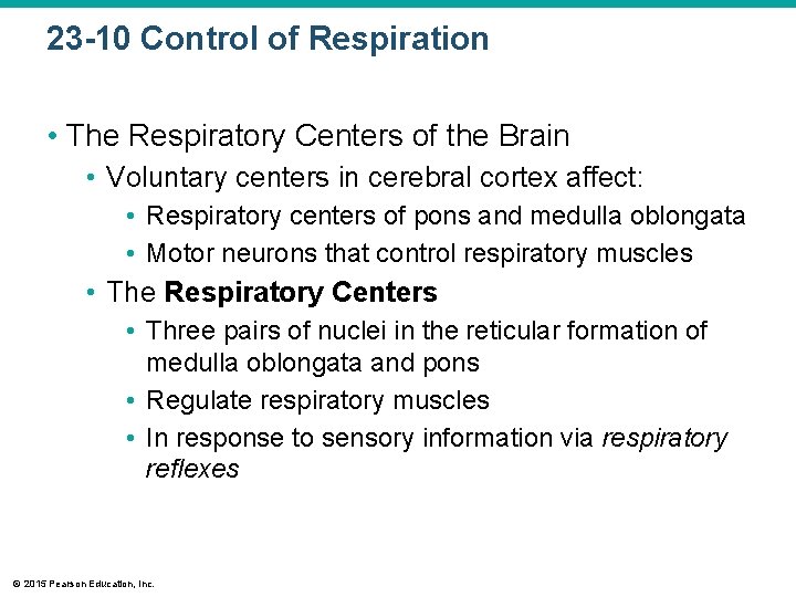 23 -10 Control of Respiration • The Respiratory Centers of the Brain • Voluntary