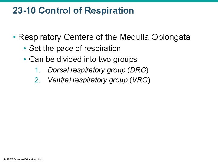23 -10 Control of Respiration • Respiratory Centers of the Medulla Oblongata • Set