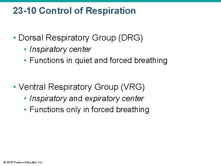 23 -10 Control of Respiration • Dorsal Respiratory Group (DRG) • Inspiratory center •