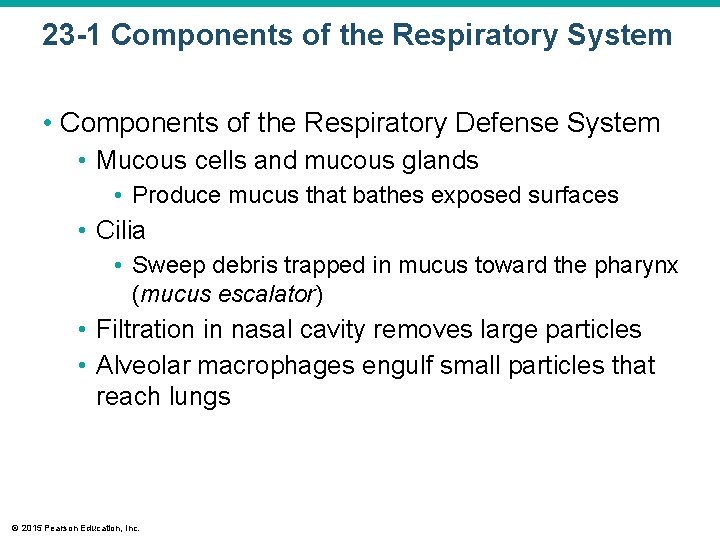 23 -1 Components of the Respiratory System • Components of the Respiratory Defense System