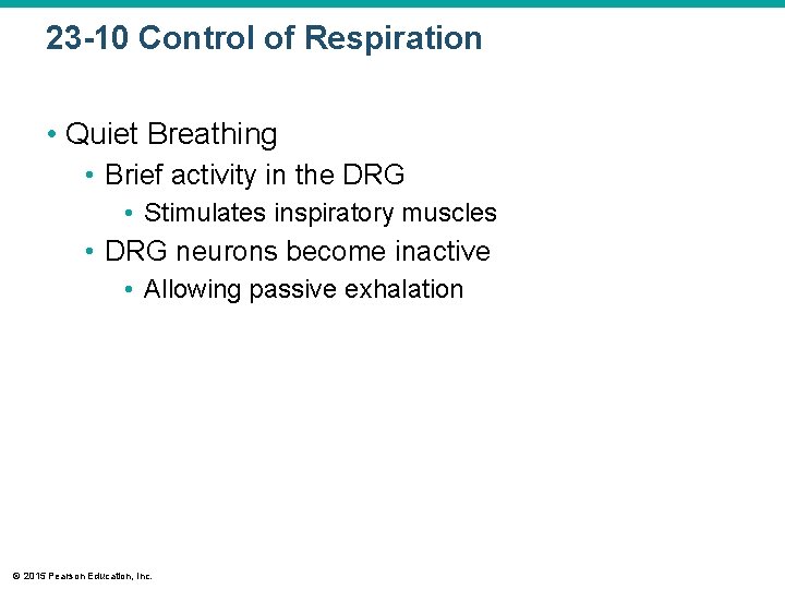 23 -10 Control of Respiration • Quiet Breathing • Brief activity in the DRG