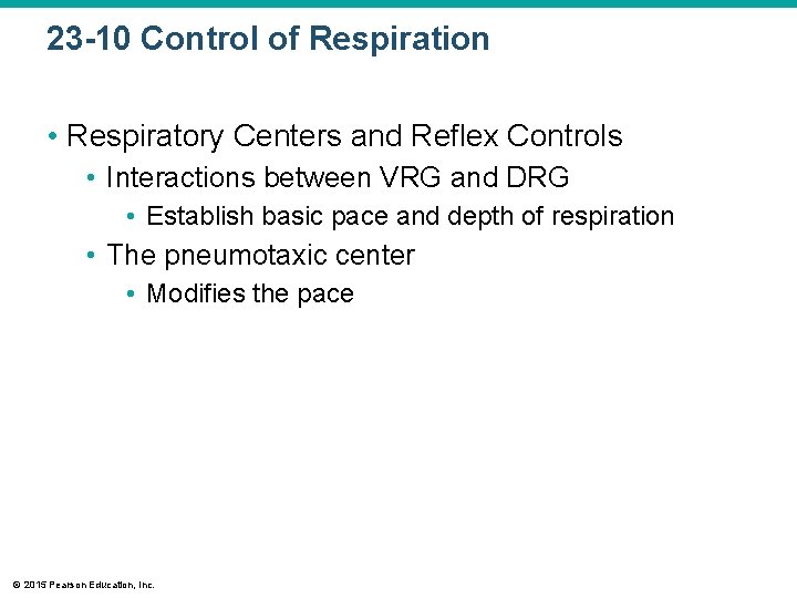 23 -10 Control of Respiration • Respiratory Centers and Reflex Controls • Interactions between