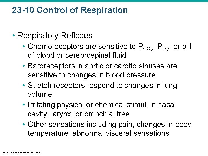 23 -10 Control of Respiration • Respiratory Reflexes • Chemoreceptors are sensitive to PCO