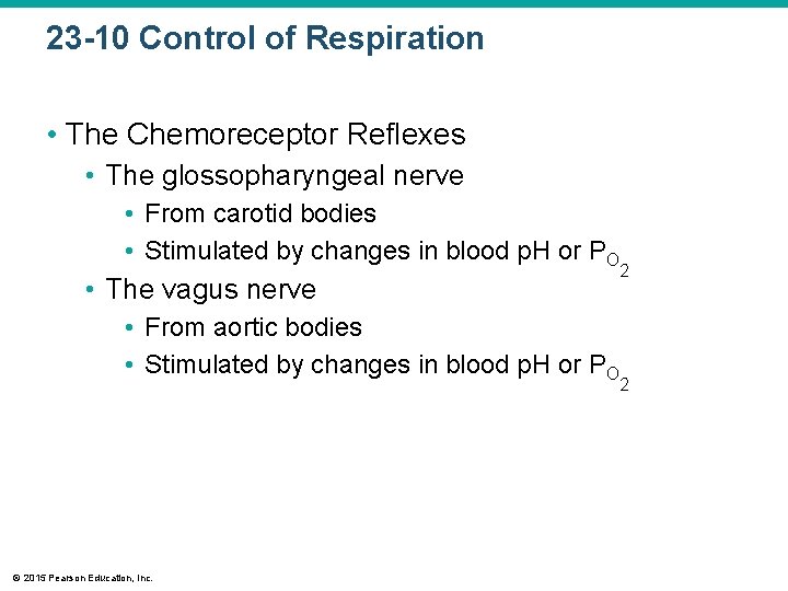 23 -10 Control of Respiration • The Chemoreceptor Reflexes • The glossopharyngeal nerve •