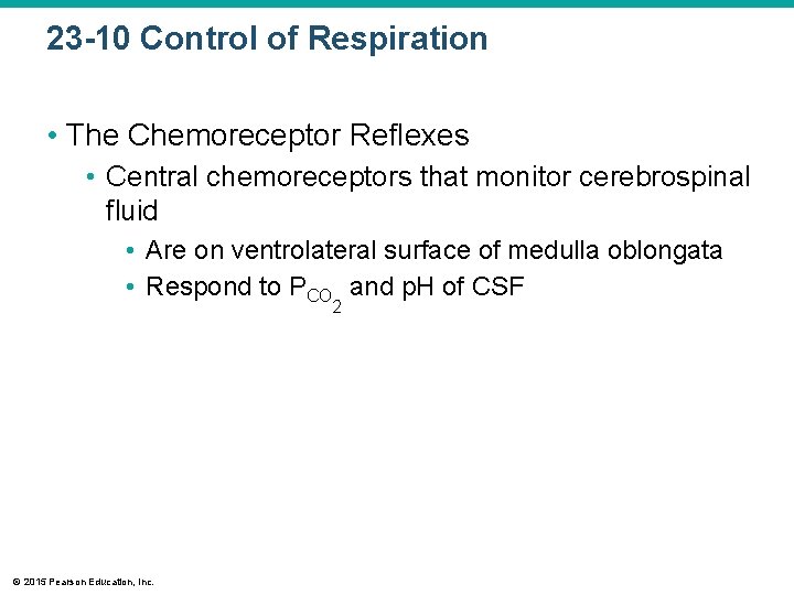 23 -10 Control of Respiration • The Chemoreceptor Reflexes • Central chemoreceptors that monitor