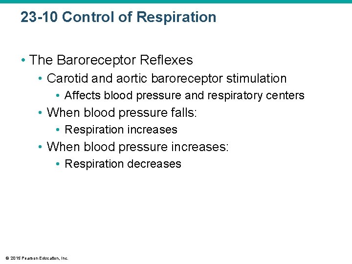 23 -10 Control of Respiration • The Baroreceptor Reflexes • Carotid and aortic baroreceptor