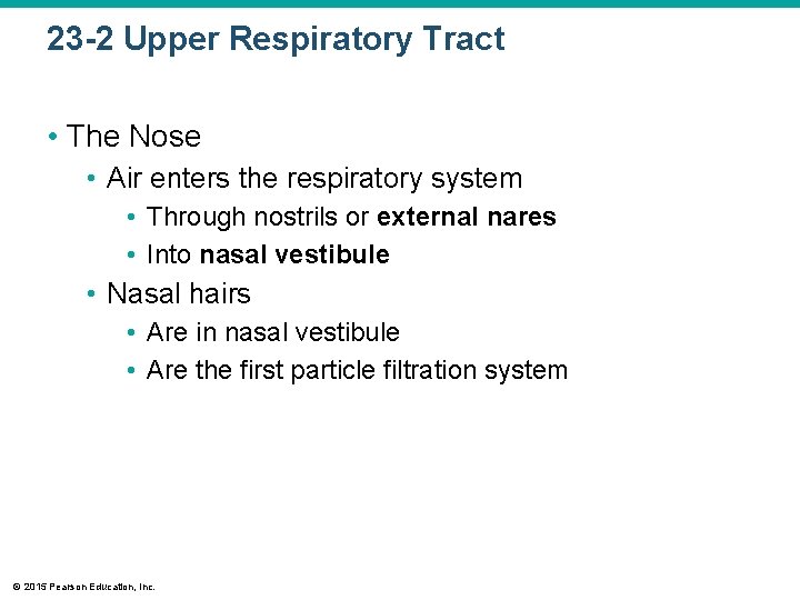 23 -2 Upper Respiratory Tract • The Nose • Air enters the respiratory system