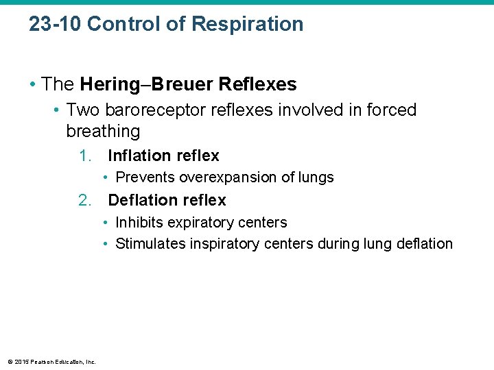 23 -10 Control of Respiration • The Hering Breuer Reflexes • Two baroreceptor reflexes