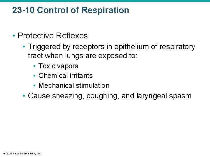 23 -10 Control of Respiration • Protective Reflexes • Triggered by receptors in epithelium