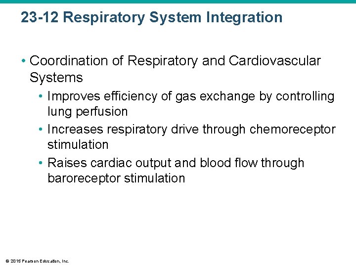 23 -12 Respiratory System Integration • Coordination of Respiratory and Cardiovascular Systems • Improves