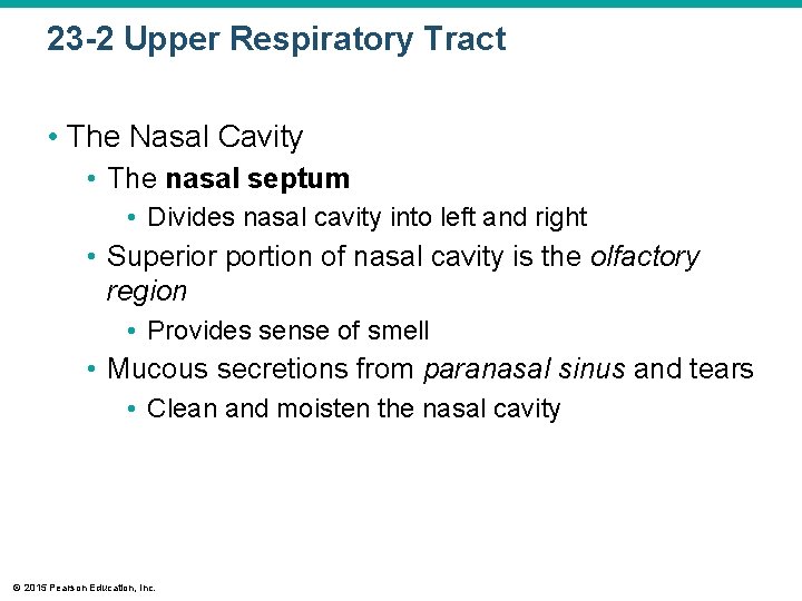 23 -2 Upper Respiratory Tract • The Nasal Cavity • The nasal septum •