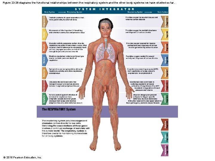 Figure 23 -28 diagrams the functional relationships between the respiratory system and the other