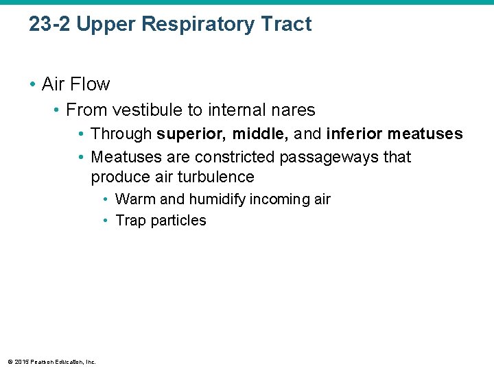 23 -2 Upper Respiratory Tract • Air Flow • From vestibule to internal nares