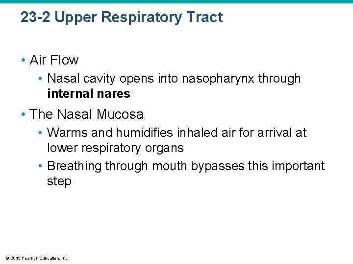 23 -2 Upper Respiratory Tract • Air Flow • Nasal cavity opens into nasopharynx
