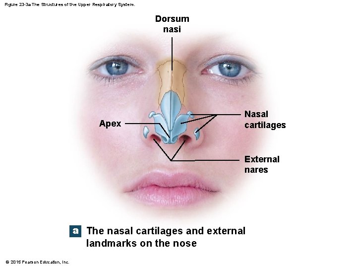Figure 23 -3 a The Structures of the Upper Respiratory System. Dorsum nasi Apex