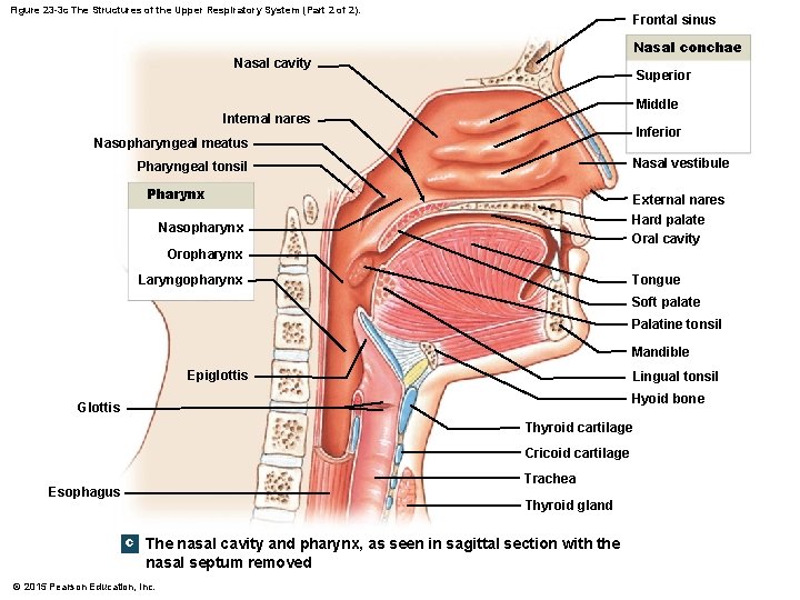 Figure 23 -3 c The Structures of the Upper Respiratory System (Part 2 of