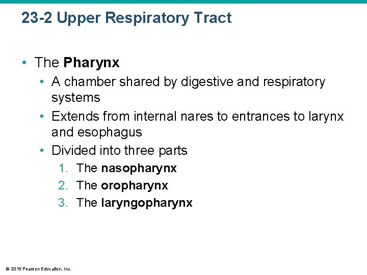 23 -2 Upper Respiratory Tract • The Pharynx • A chamber shared by digestive