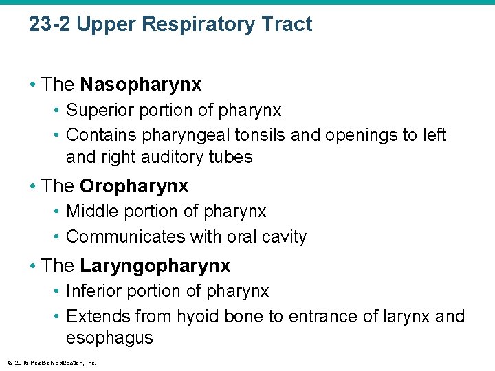 23 -2 Upper Respiratory Tract • The Nasopharynx • Superior portion of pharynx •