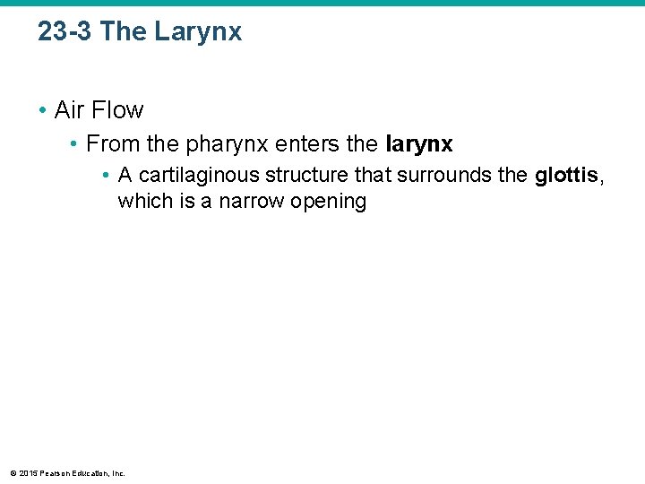 23 -3 The Larynx • Air Flow • From the pharynx enters the larynx