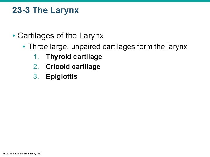 23 -3 The Larynx • Cartilages of the Larynx • Three large, unpaired cartilages
