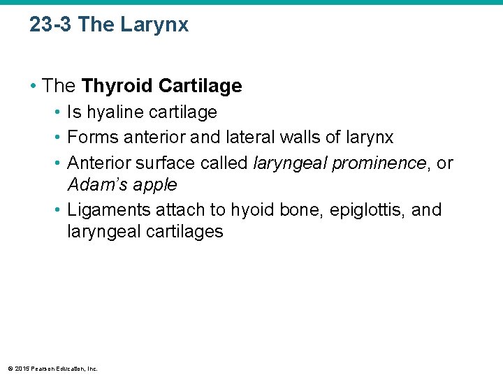 23 -3 The Larynx • The Thyroid Cartilage • Is hyaline cartilage • Forms