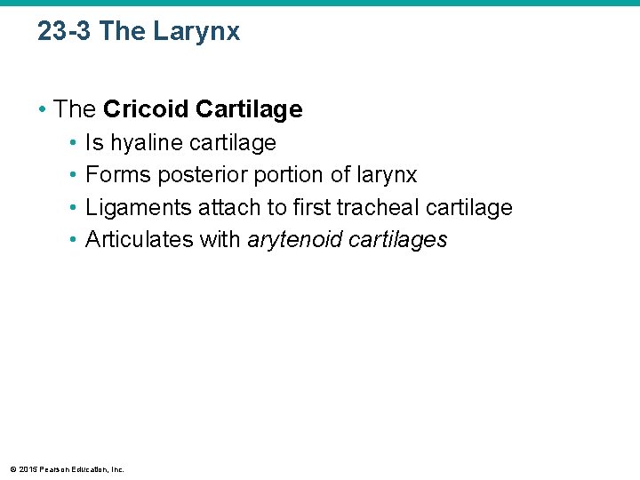 23 -3 The Larynx • The Cricoid Cartilage • • Is hyaline cartilage Forms