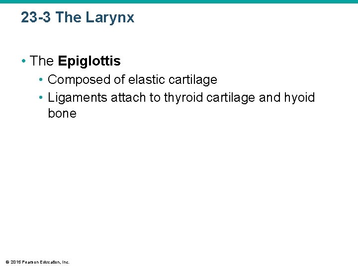 23 -3 The Larynx • The Epiglottis • Composed of elastic cartilage • Ligaments