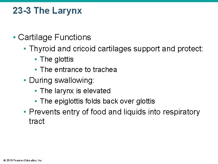 23 -3 The Larynx • Cartilage Functions • Thyroid and cricoid cartilages support and