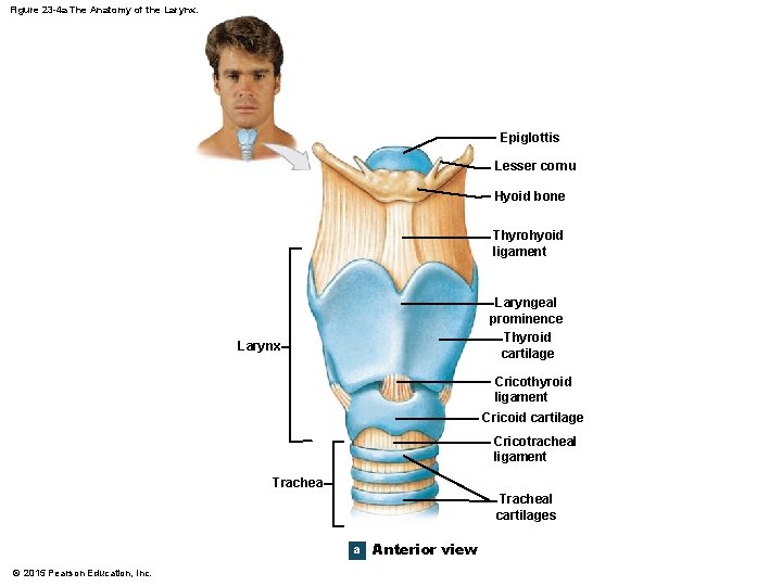 Figure 23 -4 a The Anatomy of the Larynx. Epiglottis Lesser cornu Hyoid bone