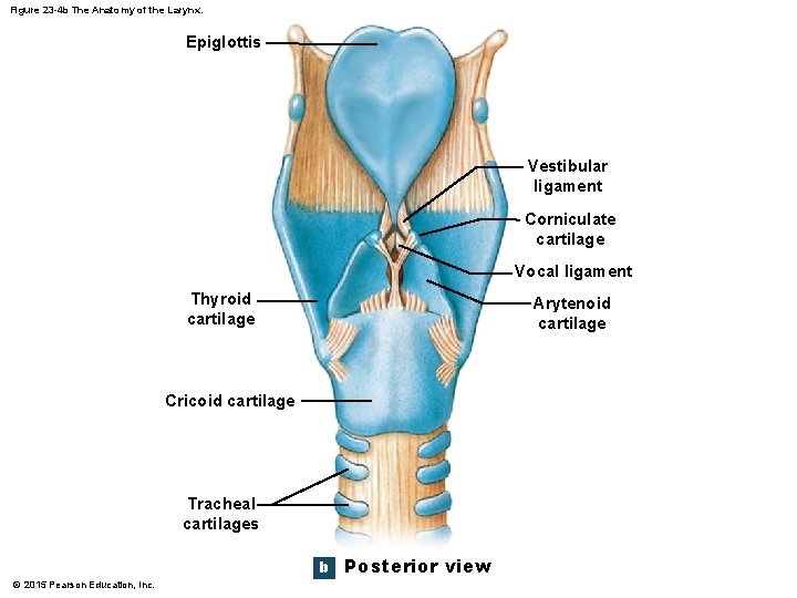 Figure 23 -4 b The Anatomy of the Larynx. Epiglottis Vestibular ligament Corniculate cartilage