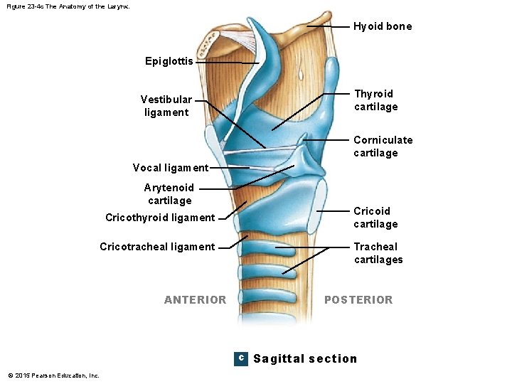Figure 23 -4 c The Anatomy of the Larynx. Hyoid bone Epiglottis Thyroid cartilage