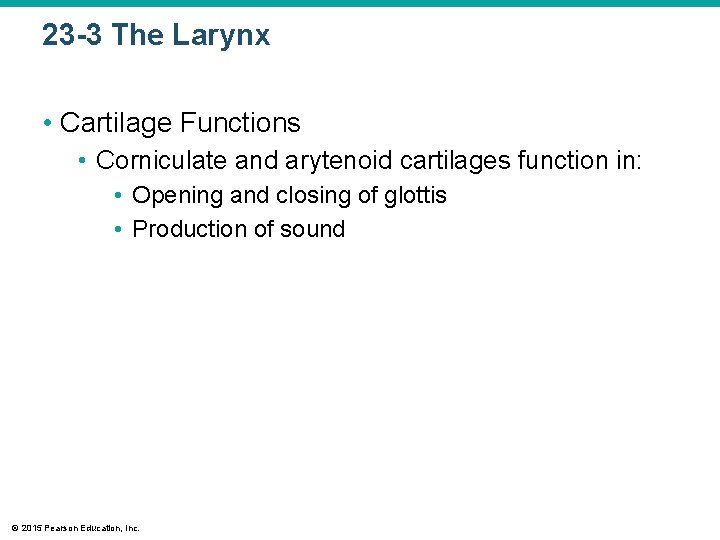 23 -3 The Larynx • Cartilage Functions • Corniculate and arytenoid cartilages function in: