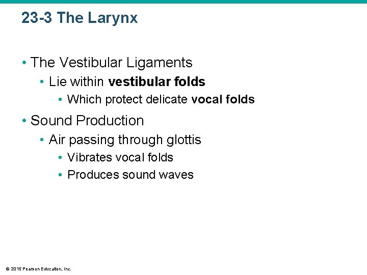 23 -3 The Larynx • The Vestibular Ligaments • Lie within vestibular folds •